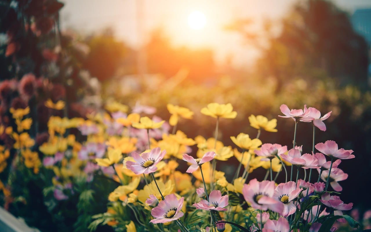 découvrez comment aménager un jardin en pente avec des solutions innovantes et esthétiques. maximisez l'espace, améliorez l'écoulement de l'eau et créez un havre de paix verdoyant, tout en sublimant les contours naturels de votre terrain.