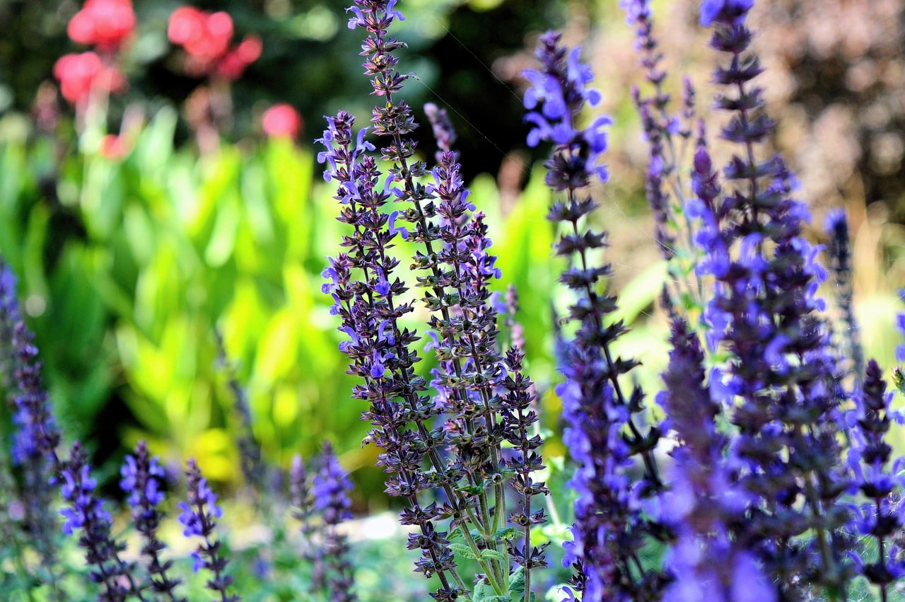 découvrez l'émerveillement d'un jardin de fleurs, un espace où la nature s'épanouit en couleurs et en parfums. plongez dans un univers floral enchanteur, idéal pour se ressourcer, s'inspirer et apprécier la beauté du monde végétal.