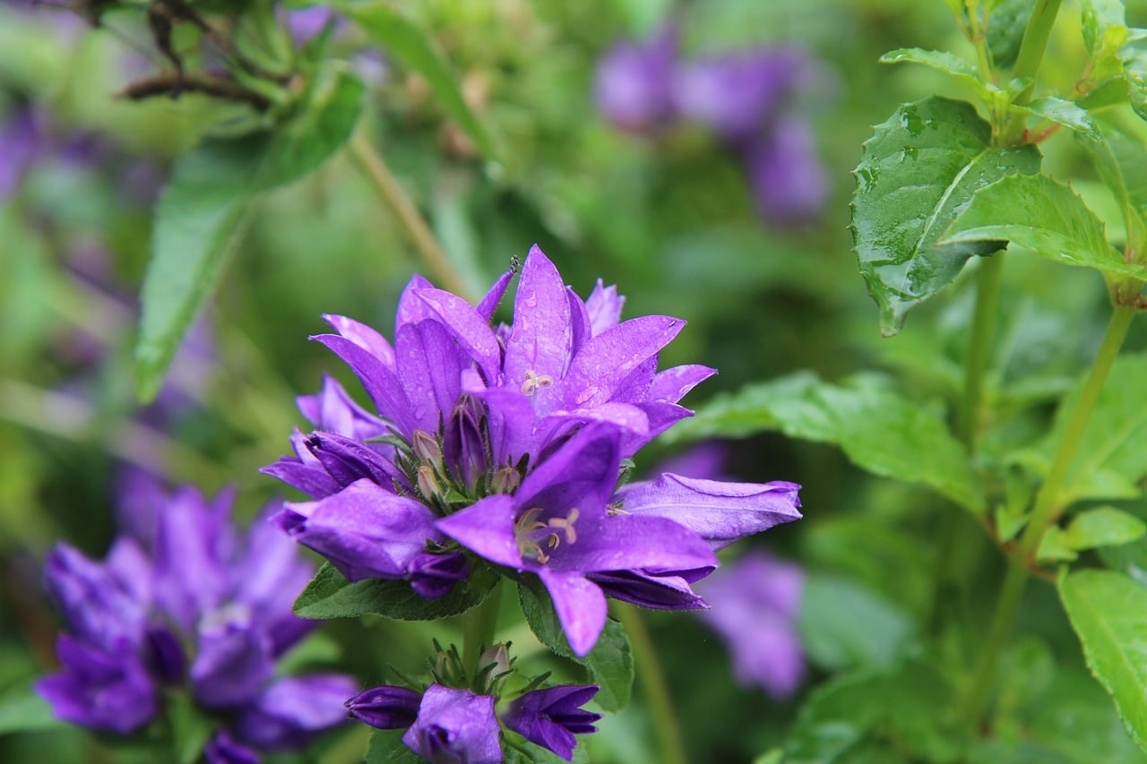 découvrez tout sur les plantes vivaces, leur beauté et leur durabilité. apprenez comment les intégrer dans votre jardin pour un floraison continue et écoresponsable tout au long des saisons.